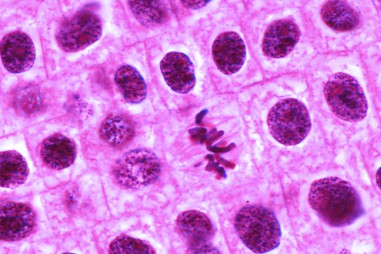 Mô hình tương tác đầu tiên trong phân chia tế bào con người