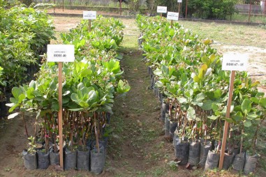 Các giống cây trồng triển vọng mới năm 2019