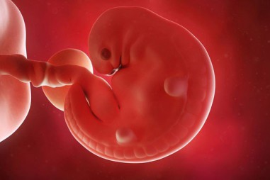 Nhật Bản vừa cấp phép cho thí nghiệm nuôi phôi lai giữa người và động vật, mở ra chiếc hộp Pandora cho loài người?