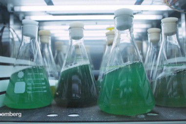 Đã có "siêu thực phẩm" có thể cứu đói cả nhân loại