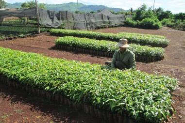 Tạo nguồn giống cây trồng chất lượng tốt