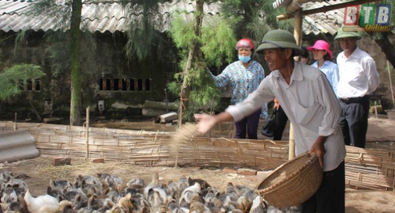 Thành công mô hình nuôi thử nghiệm 7.500 con vịt biển Đại Xuyên