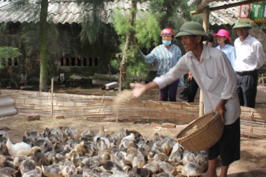 Thành công mô hình nuôi thử nghiệm 7.500 con vịt biển Đại Xuyên