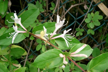 Trồng thử nghiệm cây Kim ngân hoa
