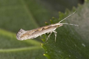 Bướm biến đổi gen đã thành công trong thử nghiệm nhà kính, sẵn sàng cho thử nghiệm trong môi trường tự nhiên