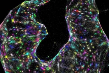 Chế tạo thành công kính hiển vi chụp được DNA