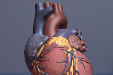 Phương pháp ghép tế bào gốc mới có thể giúp phục hồi tim bị tổn thương