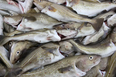 Hải sản có thể tích tụ thủy ngân nhiều hơn do biến đổi khí hậu