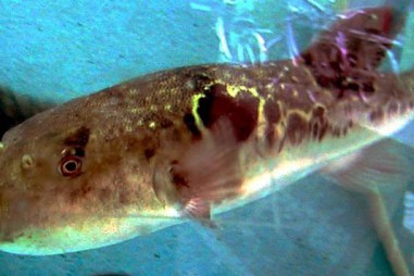 Mỹ bào chế thuốc giảm đau bằng nọc độc cá nóc