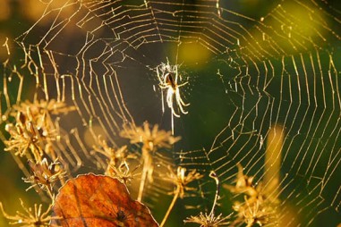 Đừng giết những con nhện trong nhà, chúng là các ‘bảo vệ ẩn danh’ cho gia đình bạn