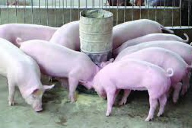 Xu thế hiện đại trong dinh dưỡng động vật nuôi: Giảm đạm thô trong khẩu phần