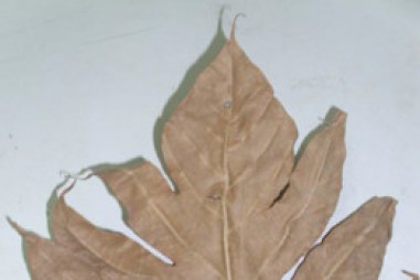 Phát hiện 2 hợp chất mới từ lá cây xa kê và vỏ quả măng cụt