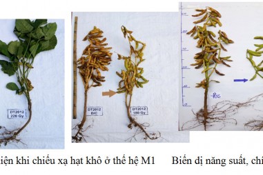 Chọn tạo giống cây trồng bằng chiếu xạ đột biến
