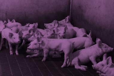 Mối đe dọa từ kháng thuốc kháng sinh trong chăn nuôi