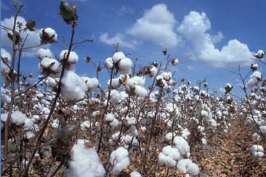 Hoa Kỳ cho phép bông biến đổi gen trở thành nguồn thực phẩm của con người