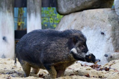 Lần đầu tiên phát hiện loài lợn... biết sử dụng công cụ lao động