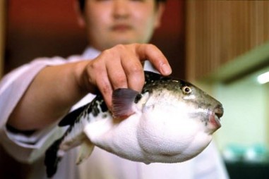 Cá nóc - mặt hàng tỷ USD tiềm năng của nghề cá Việt Nam (kỳ 2)