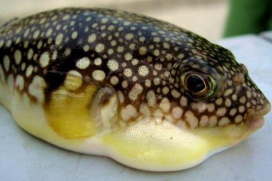 Cá nóc - mặt hàng tỷ USD tiềm năng của nghề cá Việt Nam (kỳ 1)