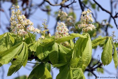 Gần 60% cây cối châu Âu bị đe dọa tuyệt chủng