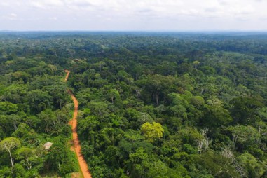 Hé lộ bí mật của sự cộng sinh giữa các loài ở rừng cận nhiệt đới