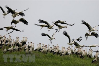 Thêm một bằng chứng cho thấy khủng hoảng sinh thái đang lan rộng