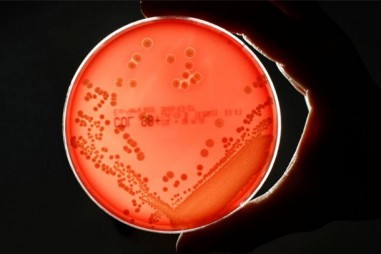 Siêu vi khuẩn HP gây ung thư đã trở nên khó diệt gấp đôi