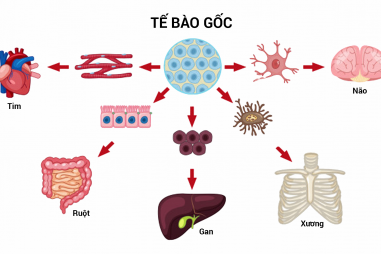 Tế bào gốc - Vua của mọi loại tế bào
