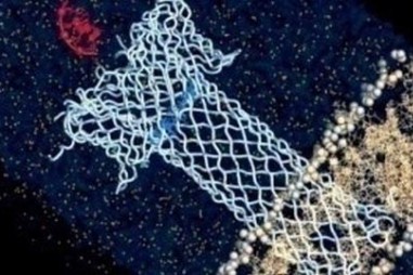 Biến chất độc nguy hại thành cảm biến sinh học