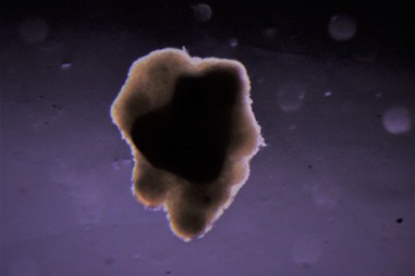 Lần đầu tiên sản xuất thịt bò nhân tạo trong vũ trụ