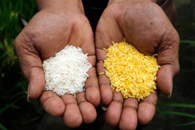Ngăn chặn gạo biến đổi gene khiến hàng triệu trẻ em bị suy dinh dưỡng và mù lòa