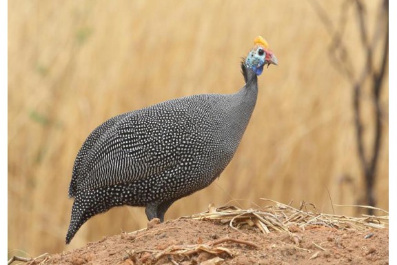 Nghiên cứu khả năng sinh trưởng của gà Sao Nuimidae Melegris (Linnaeus, 1758) theo phương thức nuôi bán thả tại nông hộ thị xã Hương Trà, tỉnh Thừa Thiên Huế