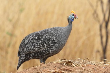 Nghiên cứu khả năng sinh trưởng của gà Sao Nuimidae Melegris (Linnaeus, 1758) theo phương thức nuôi bán thả tại nông hộ thị xã Hương Trà, tỉnh Thừa Thiên Huế