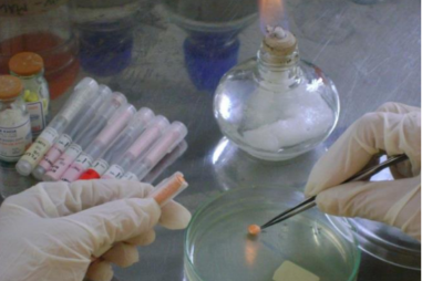 Hoàn thiện công nghệ sản xuất cá cá chim vây vàng quy mô công nghiệp