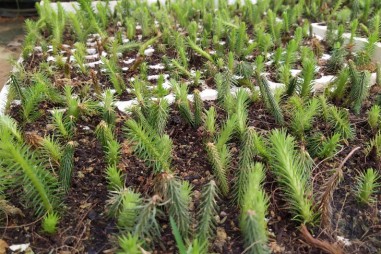 Ứng dụng công nghệ sinh học nhân giống dược liệu quý hiếm