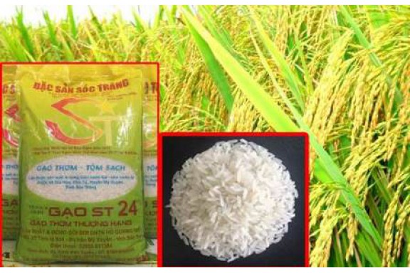 Gạo ST24 của Sóc Trăng được bình chọn là gạo ngon nhất thế giới 2019