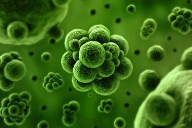 Vi sinh vật có liên quan đến phòng ngừa và kiểm soát nhiễm trùng