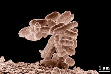 Phát triển thành công loại vi khuẩn hấp thụ khí CO2, giúp giảm khí thải nhà kính