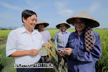 Cha đẻ của siêu lúa hoa phượng đỏ