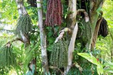 Hoạt chất trong quả đùng đình tái tạo sụn khớp