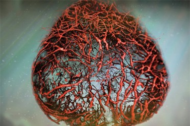 Lần đầu tiên nuôi thành công mạch máu của người từ tế bào gốc