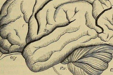 Hô hấp để tăng oxy trong não