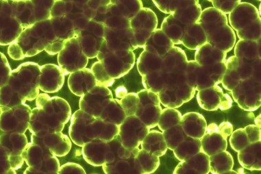 Thử nghiệm thuốc điều trị trầm cảm từ nấm ma thuật