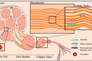 Tế bào gốc gân có thể cách mạng hóa việc phục hồi chấn thương
