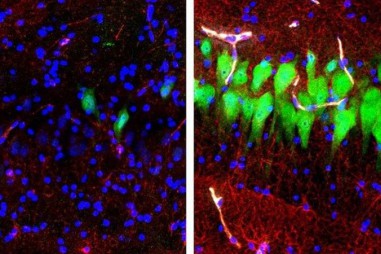 Một số thành tựu công nghệ sinh học nổi bật năm 2019