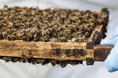 ISO/TS 26030: Cải thiện trách nhiệm xã hội trong ngành thực phẩm