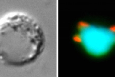 Nghiên cứu mới về sự nhân lên và phát triển của ký sinh trùng sốt rét