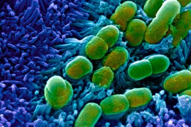 Kháng sinh mới cực mạnh do AI phát hiện