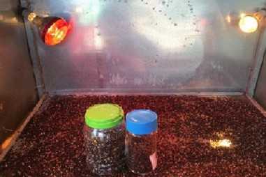 Máy sấy tiêu sạch- sáng chế hữu ích hỗ trợ nhà nông