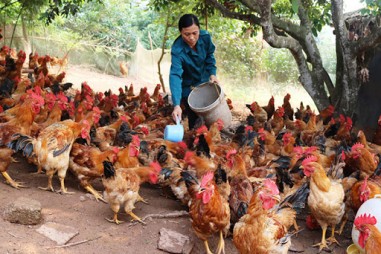 Phân lập thành công lợi khuẩn Bacillus subtilis thuần khiết về mặt sinh học