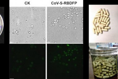 Trung Quốc sản xuất thành công vắc xin uống ngừa vi rút corona